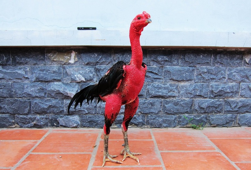 Da đỏ, đầu trọc là đặc điểm ngoại hình đặc trưng nhất của gà nòi
