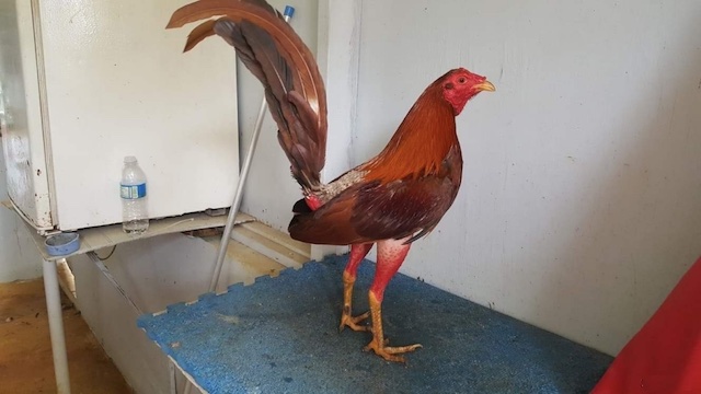 Gà Cuban - một giống gà chọi đến từ đất nước Cuba láng giềng