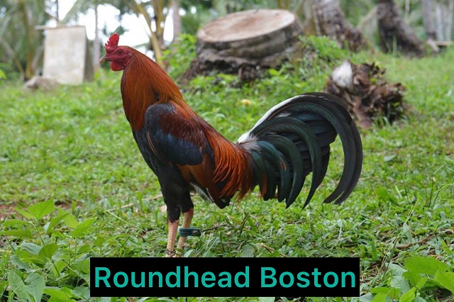 Roundhead Boston khiến đối thủ áp lực vì lối đánh cẩn trọng