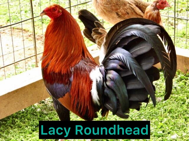 Lacy Roundhead hạ gục đối thủ dựa vào sức mạnh thể trạng đáng nể