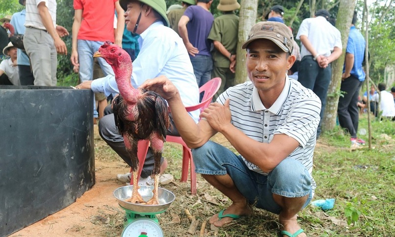 Gà chọi Việt Nam là những giống gà được chọn dùng cho thi đấu chọi gà