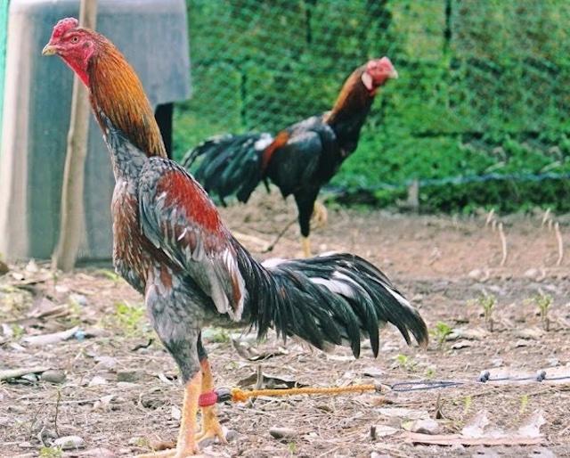 O-Shamo là dòng gà chọi có kích thước lớn nhất của giống gà Shamo