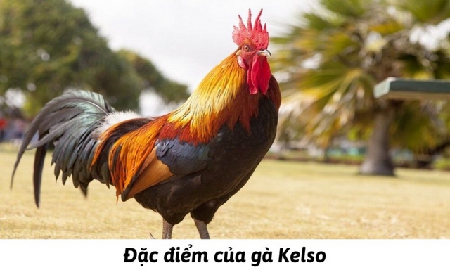 Đặc điểm cơ bản của giống gà Mỹ Kelso