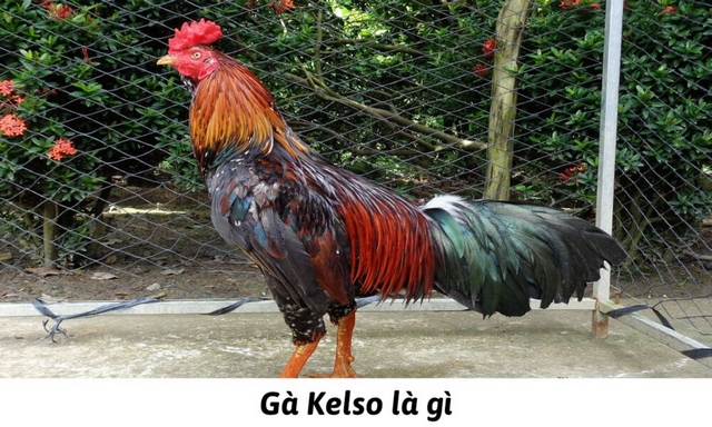 Thông tin sơ lược về giống gà Kelso